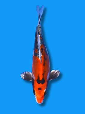 Beni Kikokuryu | Koi&Co.